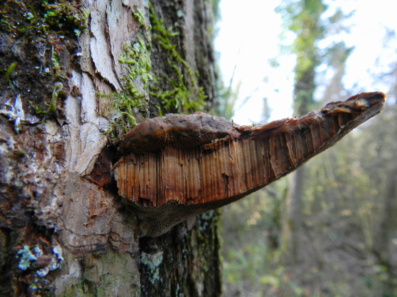 Ganoderma sp.??